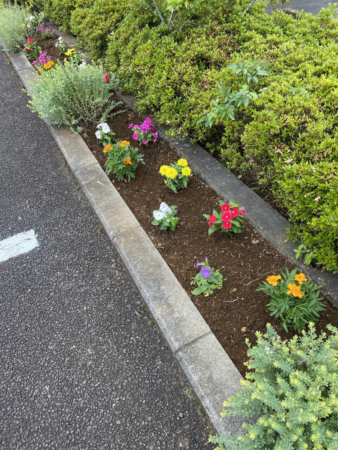 静岡県東部の年間管理の花壇整備